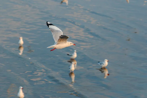 Måsarna Flyger Över Havet — Stockfoto