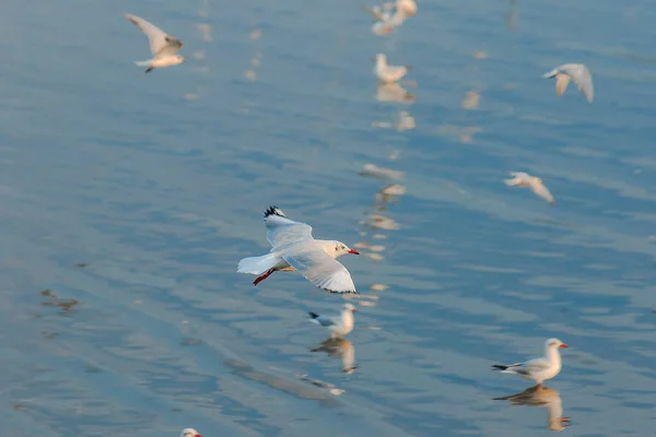 Seagulls Flying Sea — Stock Photo, Image