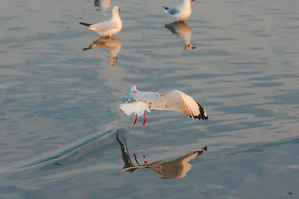 Seagulls Flying Sea Surface — Stock Photo, Image