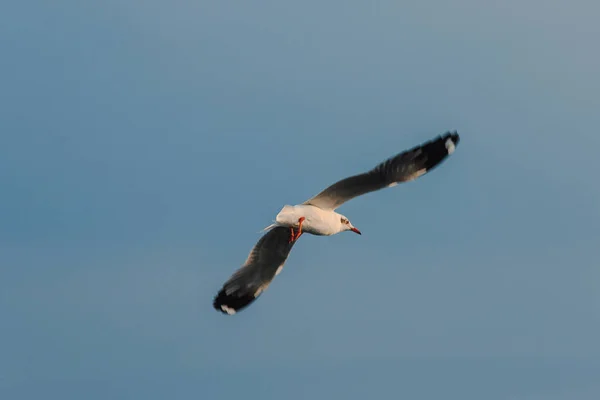 Gaivota Cabeça Castanha Voa Céu — Fotografia de Stock