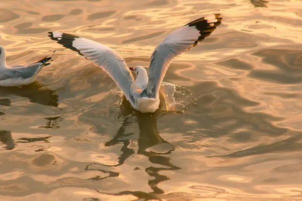 Seagulls Water — Stock Photo, Image