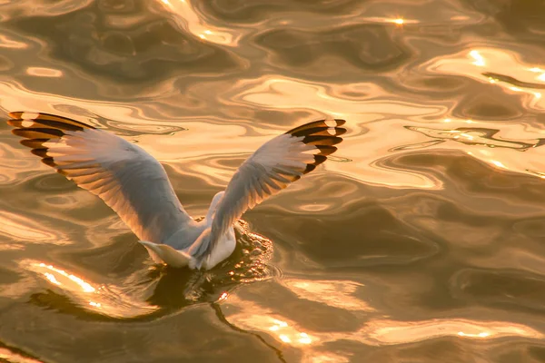 Les Mouettes Sont Dans Eau — Photo