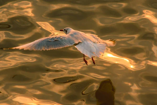 Les Mouettes Survolent Surface Mer — Photo