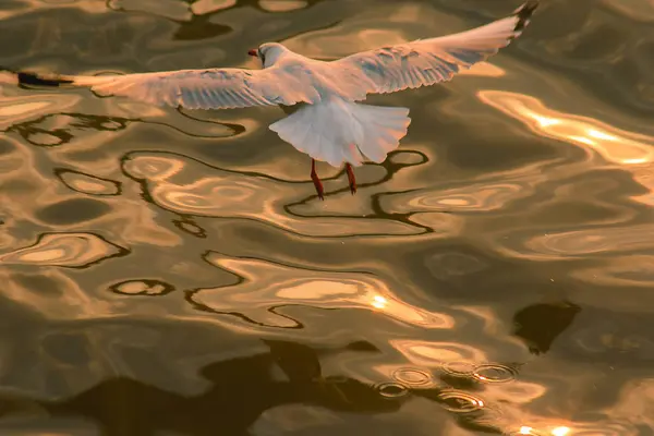 Seagulls Latają Nad Powierzchnią Morza — Zdjęcie stockowe