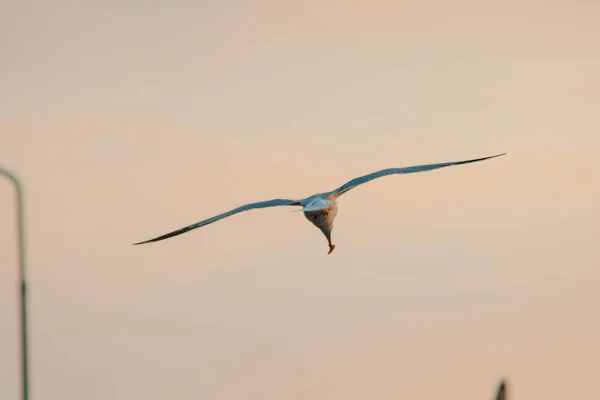 Gabbiano Testa Marrone Sta Volando Sul Cielo — Foto Stock