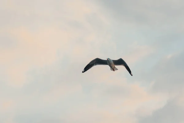 Brunhovedet Måge Flyver Himlen - Stock-foto