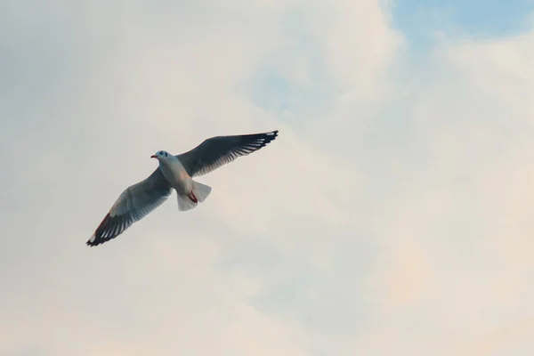 Brunhovedet Måge Flyver Himlen - Stock-foto