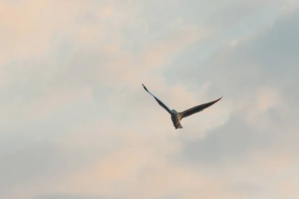 褐头海鸥在空中飞翔 — 图库照片