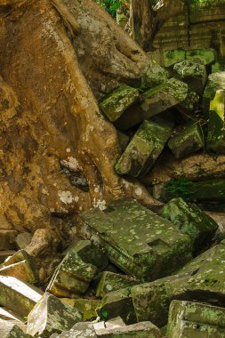 Kökleri Kamboçya eski kale kapağı.