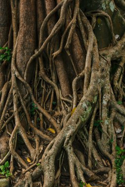 Kökleri Kamboçya eski kale kapağı.