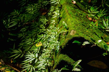 Kamboçya eski kale tuğla üzerinde yosun ve eğrelti otu