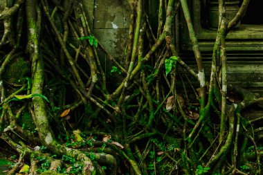 Kökleri Kamboçya eski kale kapağı.