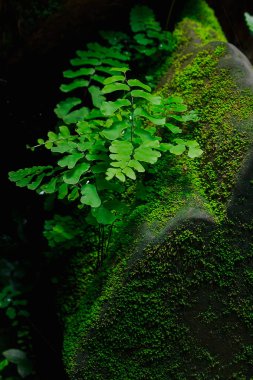 Kamboçya eski kale tuğla üzerinde yosun ve eğrelti otu
