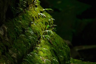 Kamboçya eski kale tuğla üzerinde yosun ve eğrelti otu