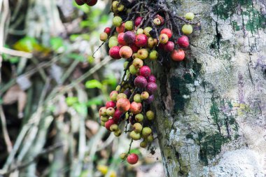Ormanda Ficus racemosa olgunlaşmış