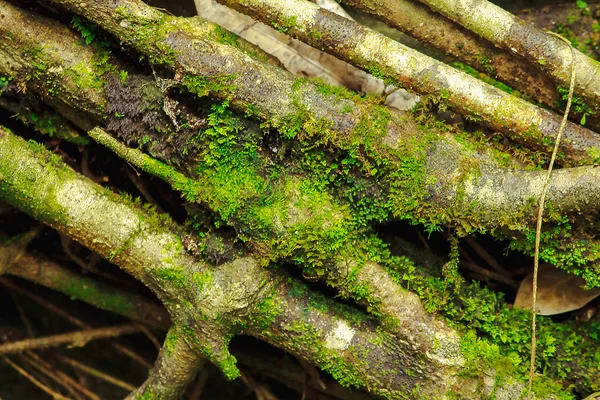 Moss Helechos Sobre Los Ladrillos Del Antiguo Castillo Camboya —  Fotos de Stock