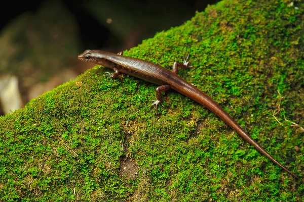 Skink Rock Moss — Stock Photo, Image