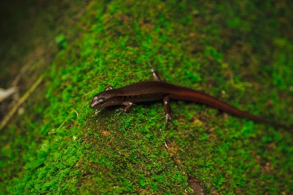 Skink Una Roca Con Musgo —  Fotos de Stock