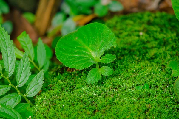 Moss Och Ormbunke Tegelstenarna Det Gamla Slottet Kambodja — Stockfoto