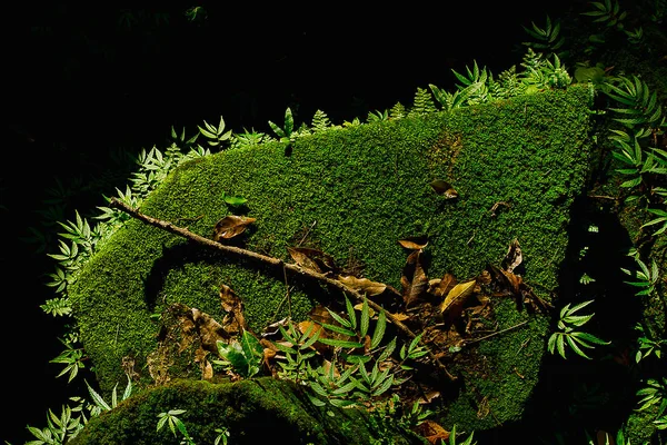 Moss Helechos Sobre Los Ladrillos Del Antiguo Castillo Camboya —  Fotos de Stock