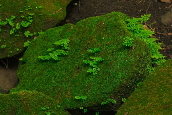 Moss Helechos Sobre Los Ladrillos Del Antiguo Castillo Camboya — Foto de Stock