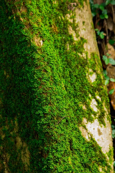 Moss Helechos Sobre Los Ladrillos Del Antiguo Castillo Camboya — Foto de Stock