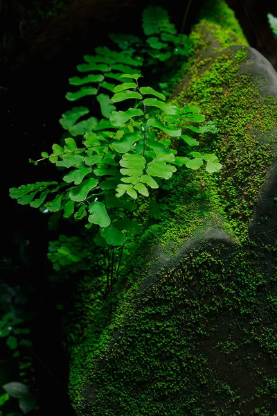 Moss Helechos Sobre Los Ladrillos Del Antiguo Castillo Camboya — Foto de Stock