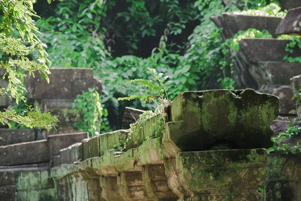 Musgo Samambaia Sobre Tijolos Antigo Castelo Camboja — Fotografia de Stock