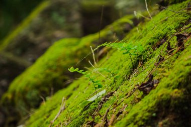 Kamboçya eski kale tuğla üzerinde yosun ve eğrelti otu