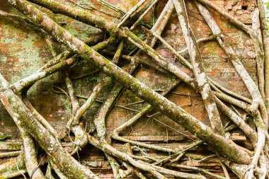 Kökleri Kamboçya eski kale kapağı.