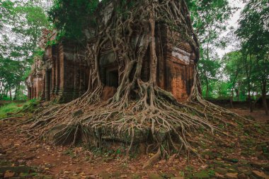 Kökleri Kamboçya eski kale kapağı.