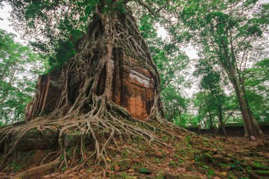 Kökleri Kamboçya eski kale kapağı.