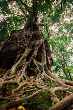 Kökleri Kamboçya eski kale kapağı.