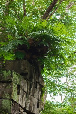 Kamboçya eski kale tuğla üzerinde yosun ve eğrelti otu