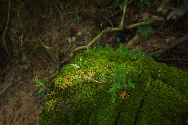 Moss Los Ladrillos Del Antiguo Castillo — Foto de Stock