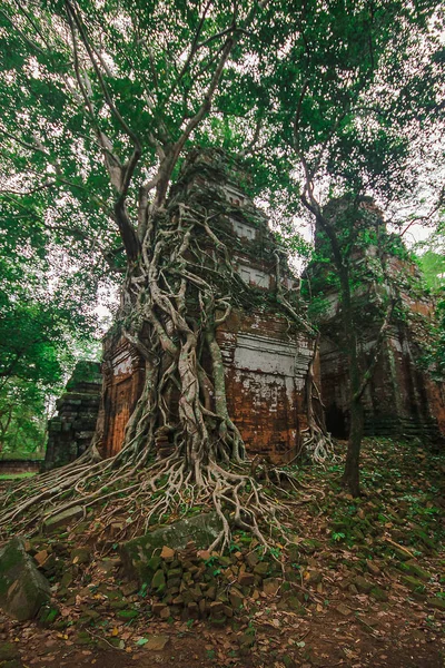 ルーツはカンボジアの古い城を覆う — ストック写真