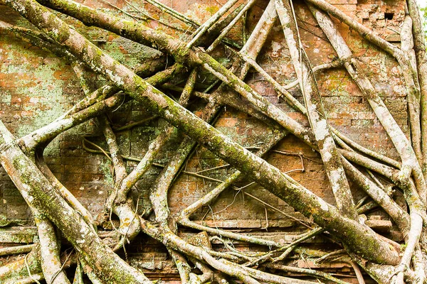 Las Raíces Cubren Antiguo Castillo Camboya —  Fotos de Stock