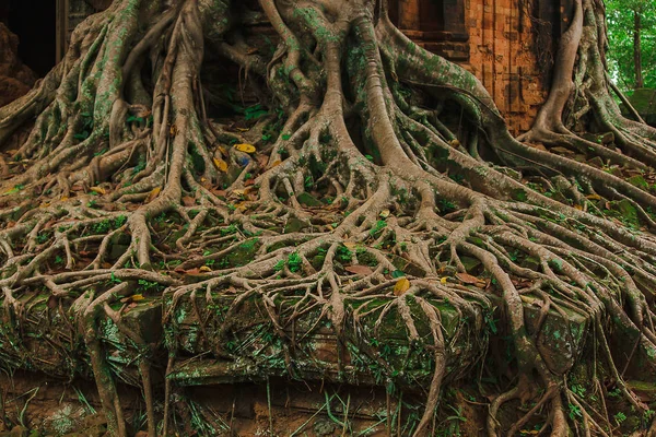 Kořeny Starého Hradu Kambodže — Stock fotografie