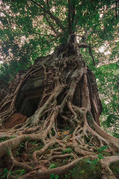 Las Raíces Cubren Antiguo Castillo Camboya — Foto de Stock