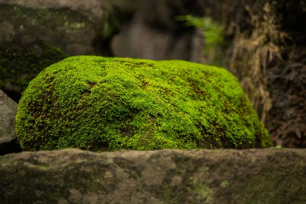 Mousse Sur Les Briques Vieux Château — Photo