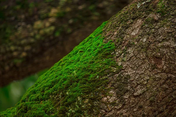 Moss Kůře Stromu Vlhké Přírodě — Stock fotografie