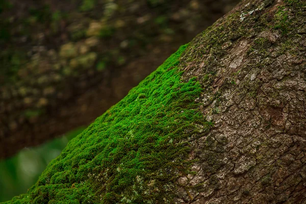 Moss Kůře Stromu Vlhké Přírodě — Stock fotografie