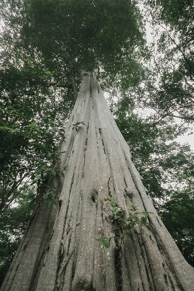 Dipterocarpus Alatus Ist Der Natur Eine Tropische Staude Die Meter — Stockfoto