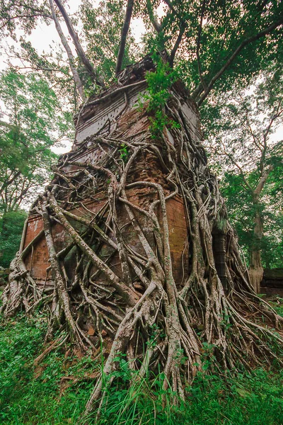 ルーツはカンボジアの古い城を覆う — ストック写真
