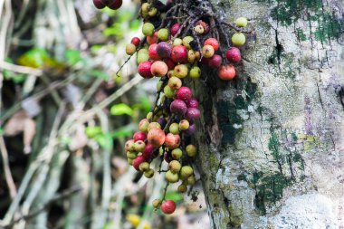 Ormanda Ficus racemosa olgunlaşmış