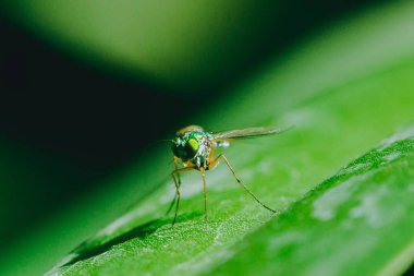 Yaprakları üzerinde Dolichopodidae küçük, yeşil vücut.