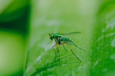 Yaprakları üzerinde Dolichopodidae küçük, yeşil vücut.