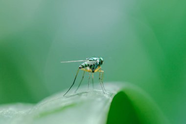 Yaprakları üzerinde Dolichopodidae küçük, yeşil vücut.