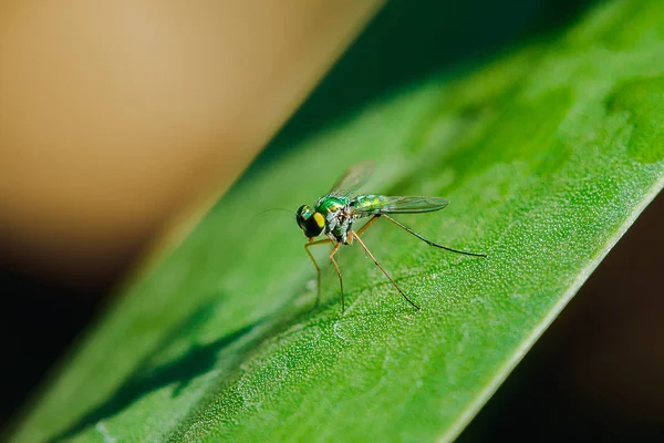 Dolichopodidae Sur Les Feuilles Sont Petites Corps Vert — Photo