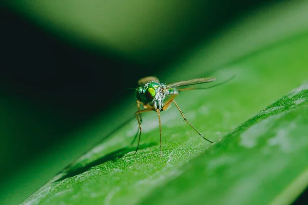 Dolichopodidae Leaves Small Green Body — Stock Photo, Image